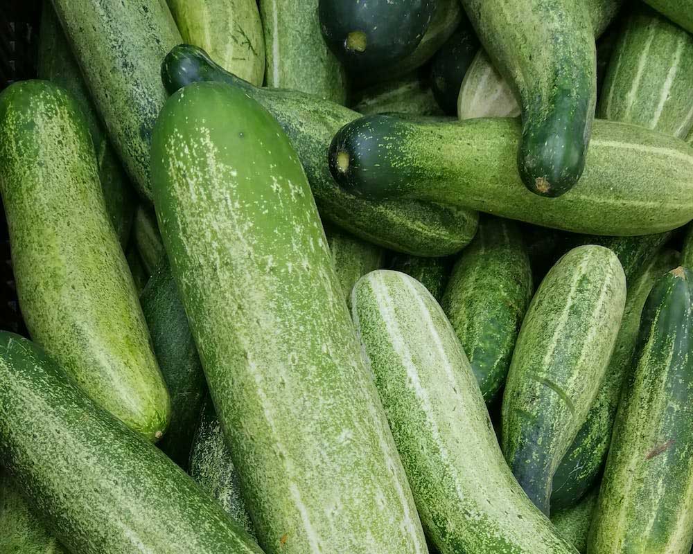 Cucumber