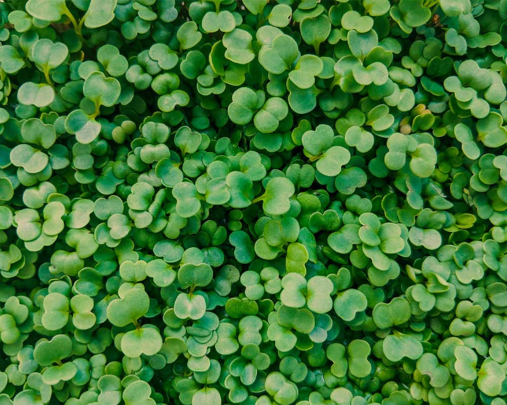 Microgreens