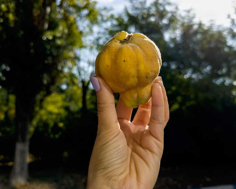 Quince Fruit